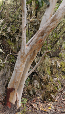 Arbutus canariensis. Trunk.jpg