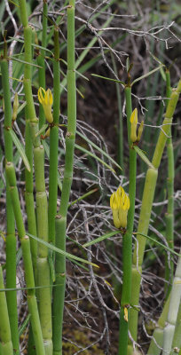 Ceropegia dichotoma