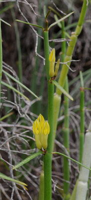 Ceropegia dichotoma. Closer.