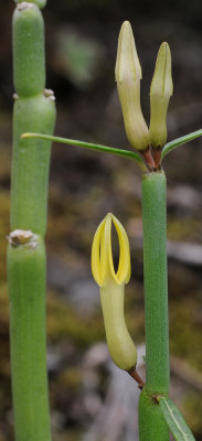 Ceropegia dichotoma. Closer.