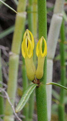 Ceropegia dichotoma. Close-up.