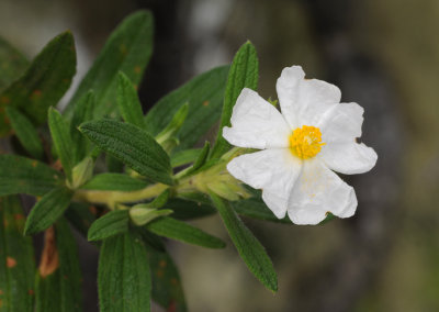Cistus monspeliensis. Closer.
