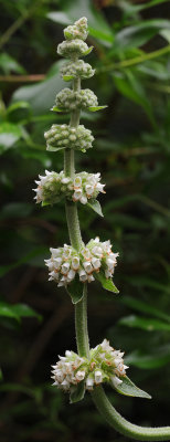 Sideritis macrostachys. Closer.jpg