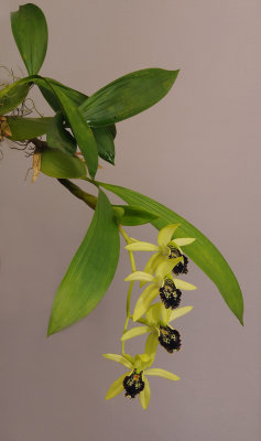 Coelogyne fonstenebrarum 
