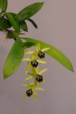 Coelogyne fonstenebrarum 