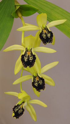 Coelogyne fonstenebrarum. Closer.