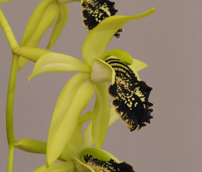 Coelogyne fonstenebrarum. Close-up.side. 
