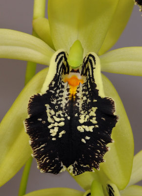Coelogyne fonstenebrarum. Lip Close-up. 