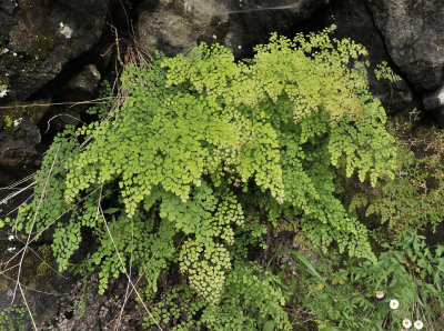 Ferns