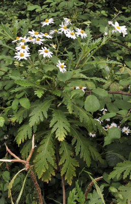 Argyranthemum pinnatifidum ssp. pinnatifidum.jpg