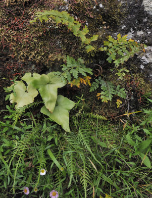 ferns.jpg