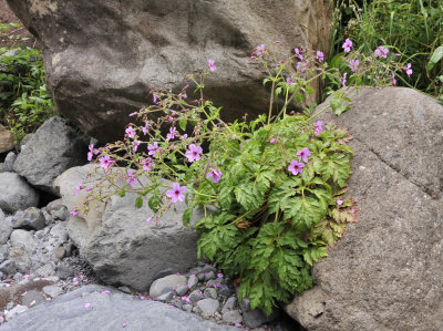 Geranium palmatum.jpg