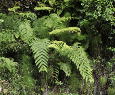 Woodwardia radicans and Equisetum telmateia.jpg