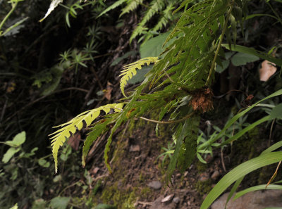 Woodwrdia radicans. Bulbil.jpg