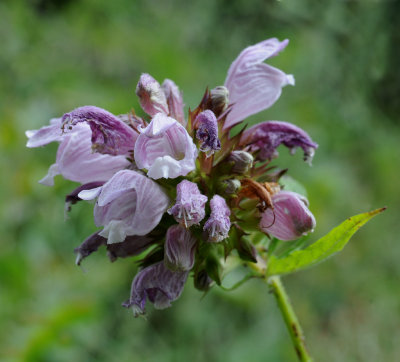 Cedronella canariensis. Close-up.jpg