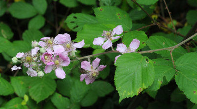 Rubus.jpg