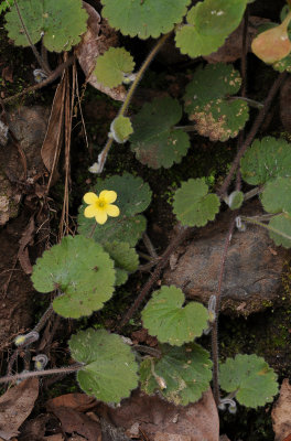 Sibthorpia peregrina.jpg