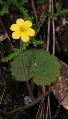 Sibthorpia peregrina