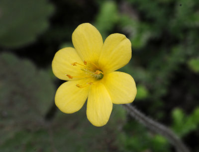 Sibthorpia peregrina. Close-up.jpg