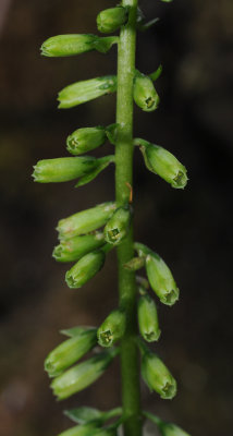 Umbilicus rupestris. Close-up.jpg