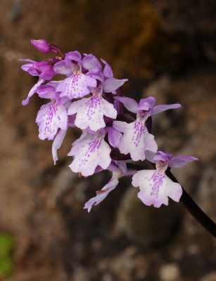 Orchis mascula ssp. scopulorum. Closer.jpg