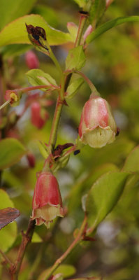 Vaccinium padifolium. Close-up.jpg