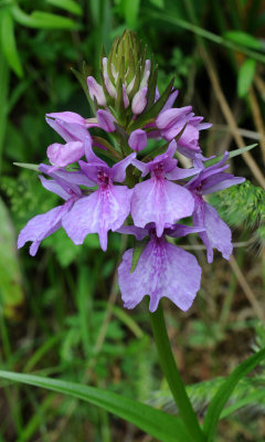 Dactylorhiza foliosa. Closer.2.jpg