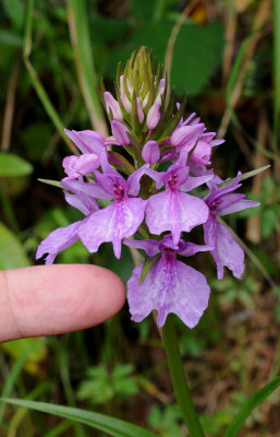 Dactylorhiza foliosa. Closer with finger.jpg