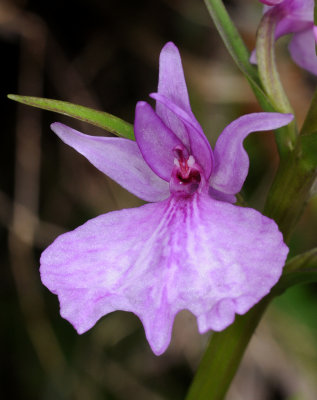 Dactylorhiza foliosa. Close-up.jpg