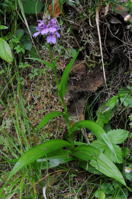 Dactylorhiza foliosa.2.jpg