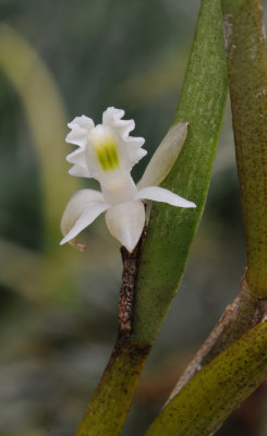 Dendrobium kruizingae. Closer.