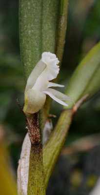 Dendrobium kruizingae. Closer. Side.