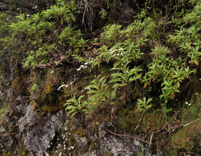 Argyranthemum pinnatifidum ssp. pinnatifidum.2.jpg
