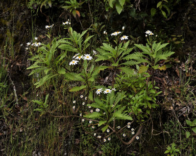 Argyranthemum pinnatifidum ssp. pinnatifidum.3.jpg