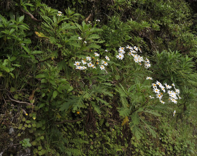 Argyranthemum pinnatifidum ssp. pinnatifidum.4.jpg