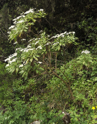 Argyranthemum pinnatifidum ssp. pinnatifidum.5.jpg