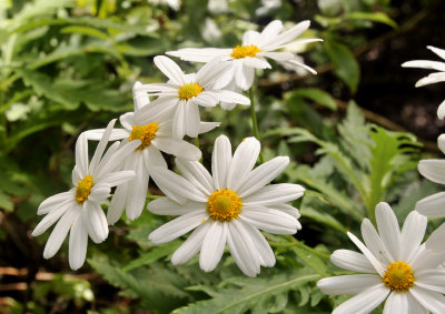 Argyranthemum pinnatifidum ssp. pinnatifidum. Closer.2.jpg