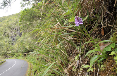 Dactylorhiza foliosa.4.jpg