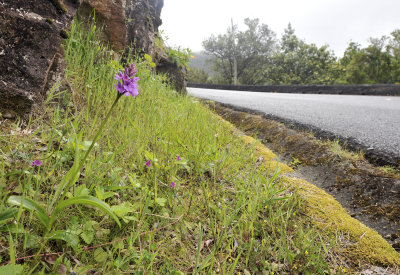 Dactylorhiza foliosa.2.jpg