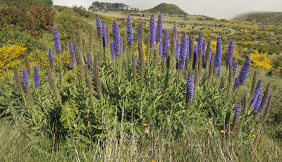 Echium candicans.2.jpg