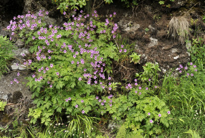 Geranium palmatum.3.jpg