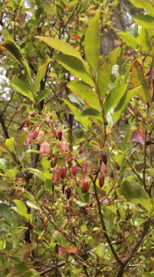 Vaccinium padifolium. 4.jpg