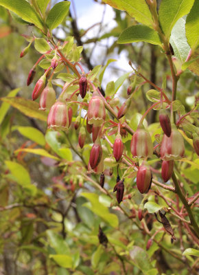 Vaccinium padifolium. Closer.jpg