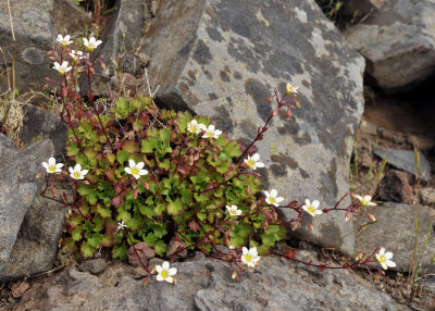 Saxifraga maderensis var. pickeringii.jpg