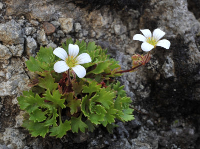 Saxifraga maderensis var. pickeringii.3.jpg