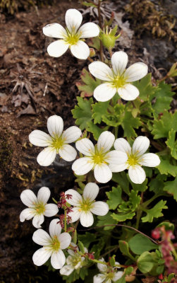 Saxifraga maderensis var. pickeringii. Closer.jpg