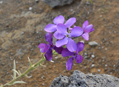 Matthiola maderensis. Close-up.jpg