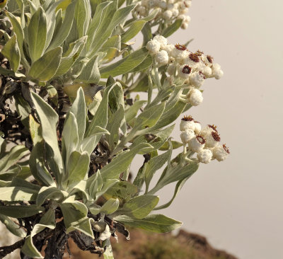 Helichrysum melaleucum. Closer.jpg