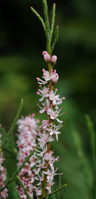 Tamarix gallica. Closer.