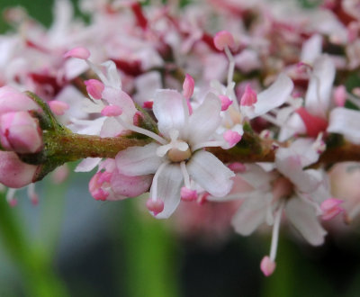 Tamarix gallica. Closer.